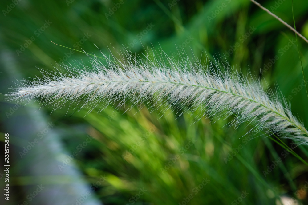 Communist grass flowers in sunlight. Communist grass flower in sunlight during sunset, Bright shinny flowers with their hair.