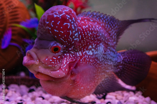 Flowerhorn Fish Aquarium Fish Flower horn Fish Flowerhorn Cichlid Fish isolated on white background This has clipping path. photo