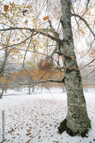 Opacua forest, which is located in Alava photo