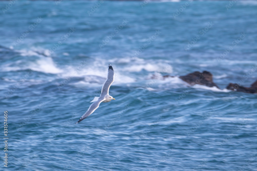 free flying seagull on the sky free flying seagull on the sky