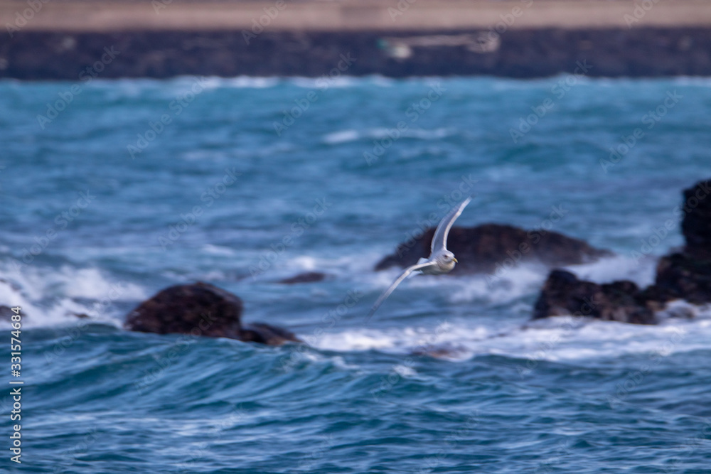 Naklejka premium free flying seagull on the sky