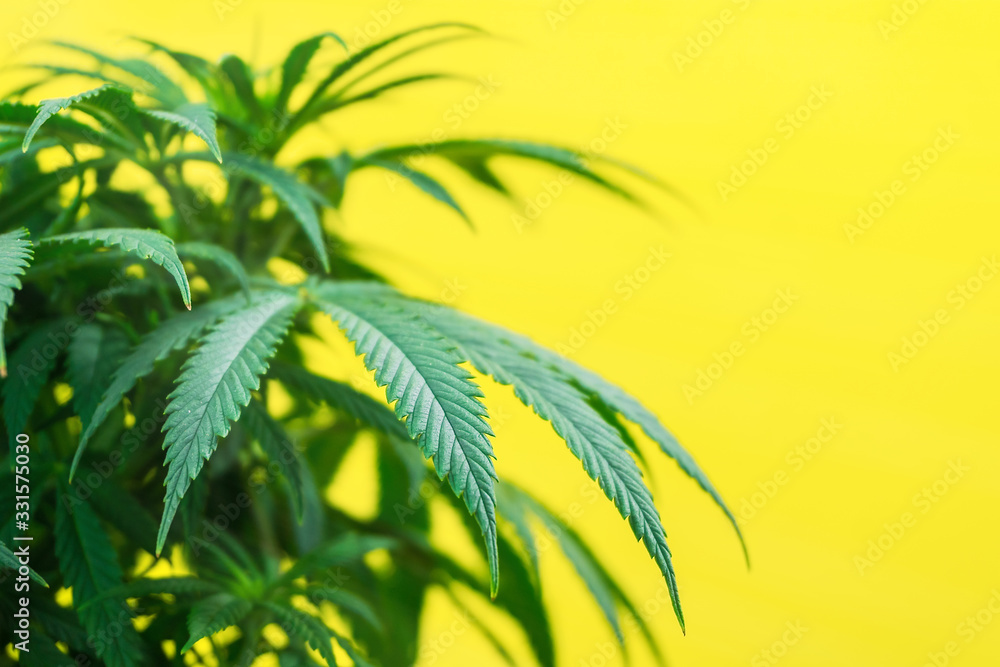Marijuana plant on a yellow background. THC and CBD medical strain cannabis