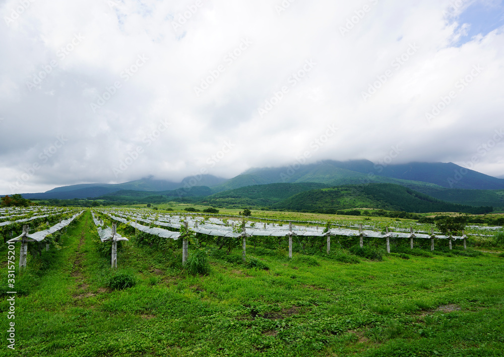 大分県の九重山に広がる葡萄畑、ワイン用葡萄畑の風景