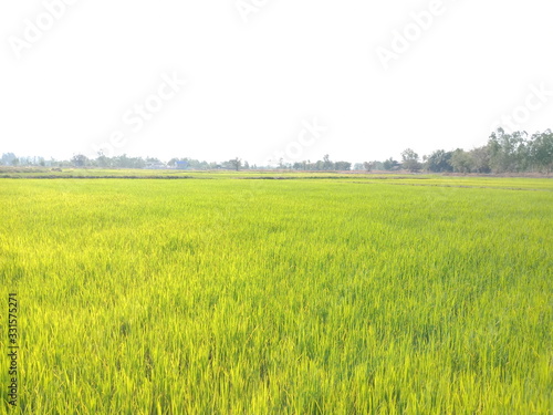 green field of wheat
