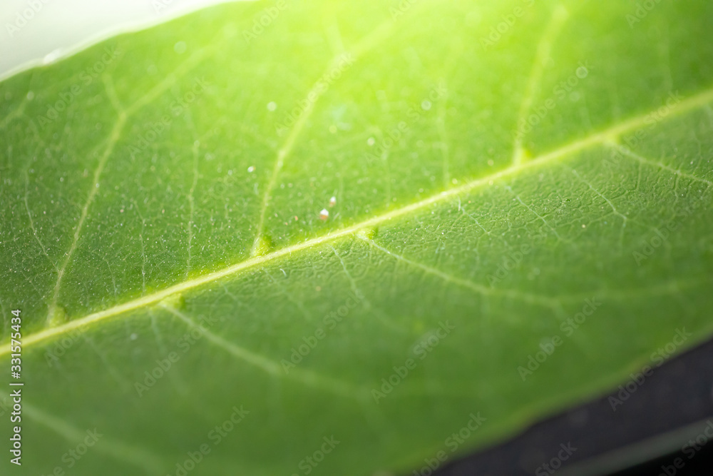 Close Up green leaf under sunlight in the garden. Natural background with copy space. Close Up green leaf under sunlight in the garden. Natural background with copy space.