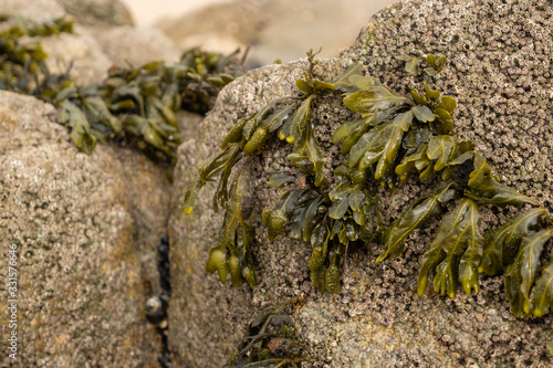 Close up bladder wrack seaweed attached to barnacle covered rock on the beach