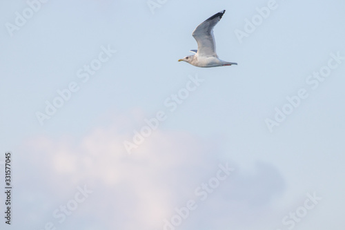 free flying seagull on the sky