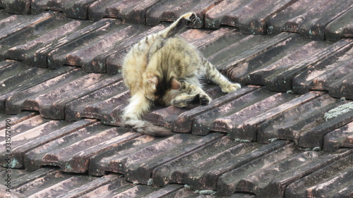 Gato no Telhado