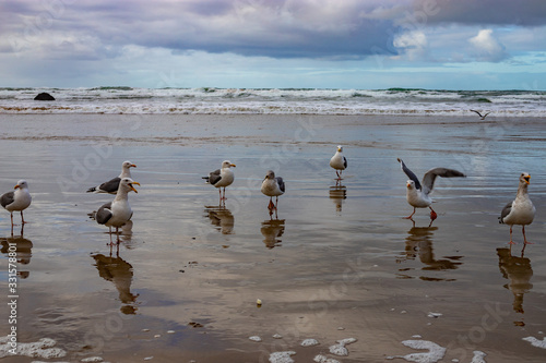 Seagulls plying on the beach © John Borda