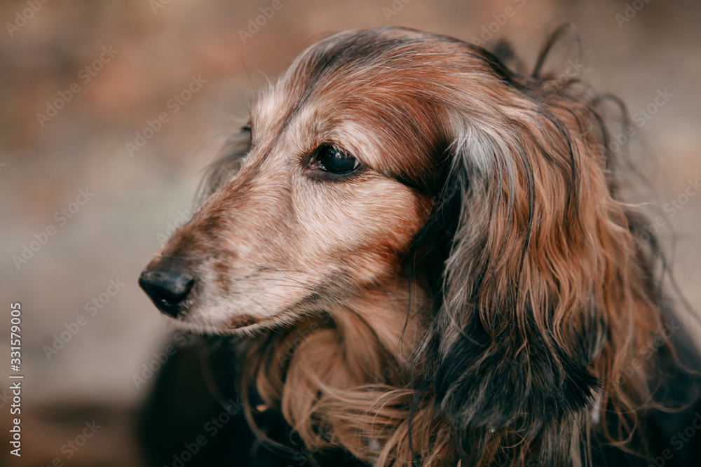 long haired dachshund