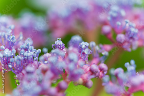 Fototapeta Naklejka Na Ścianę i Meble -  紫陽花の葯の上に乗る雨粒