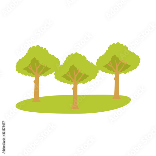 trees forest plants landscape scene