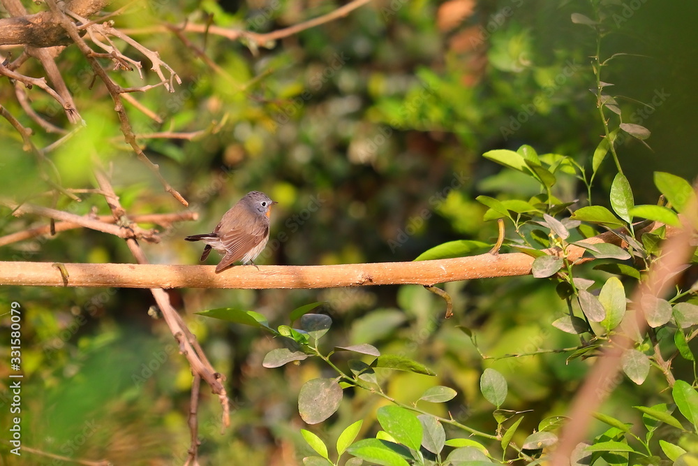Obraz premium hummingbird on tree stem on garden
