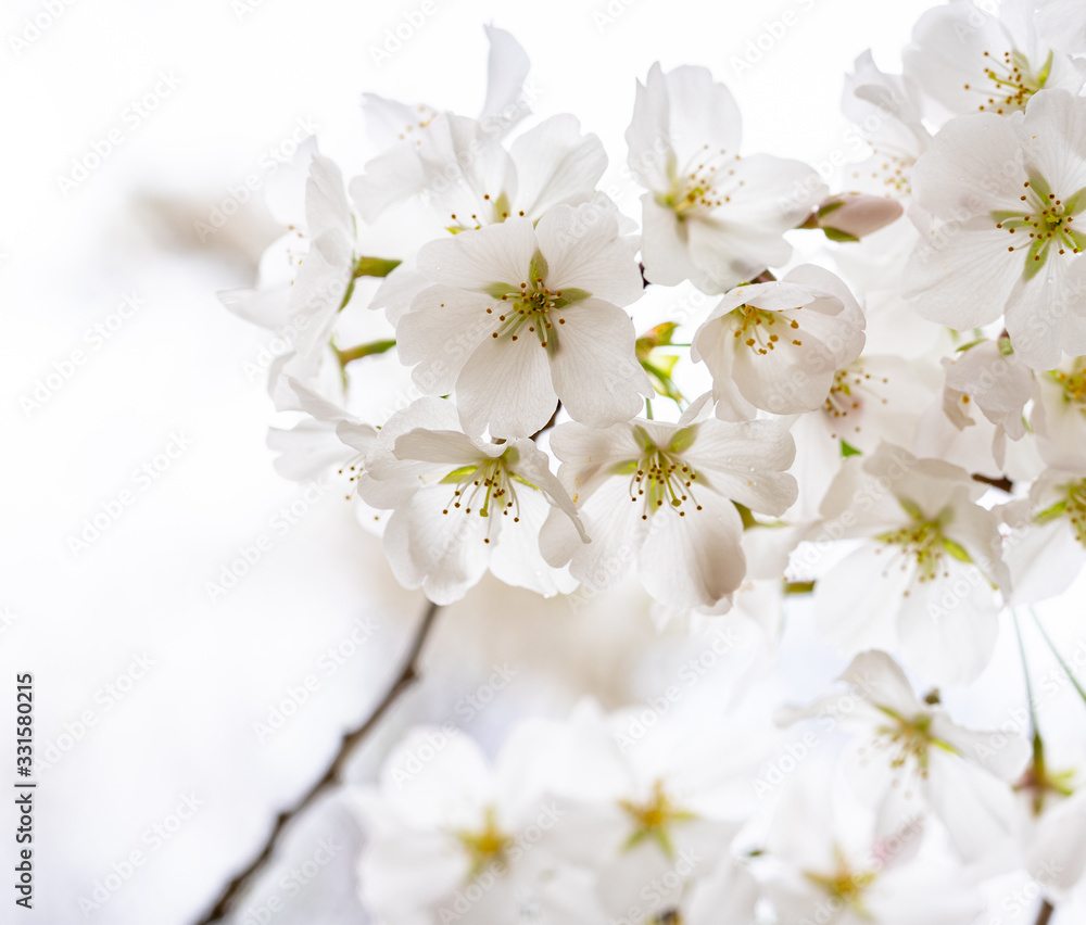 Cherry Blossoms blooming on the first day of Spring Cherry Blossoms blooming on the first day of Spring