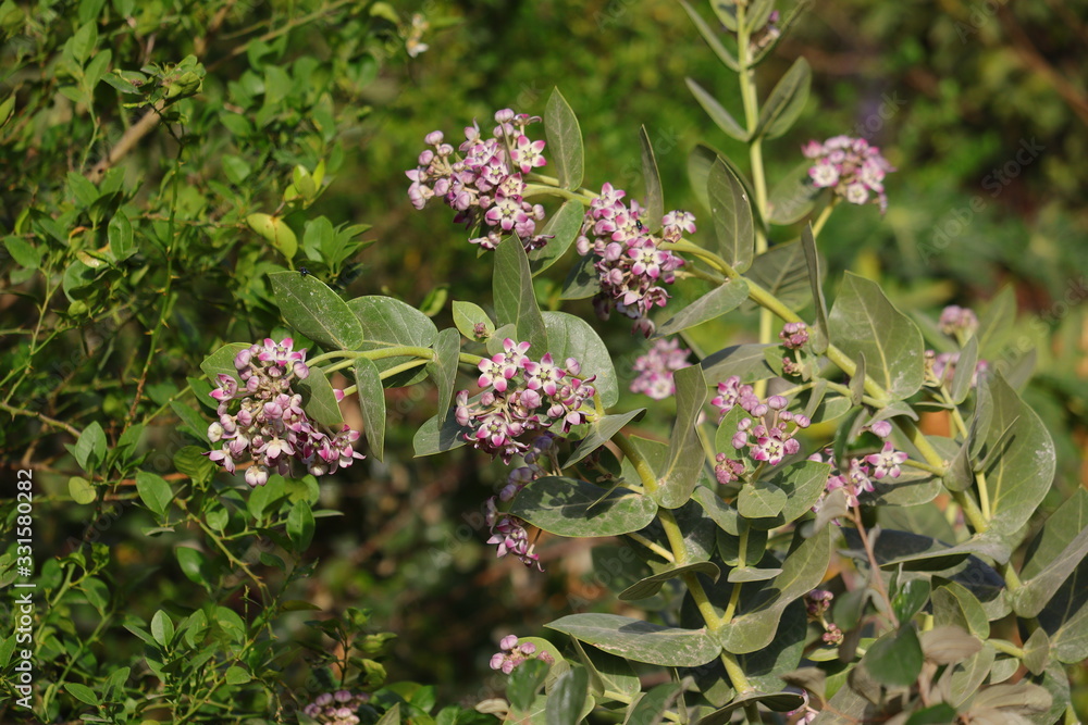 Calotropis gigantea or aak flowers Calotropis gigantea or aak flowers