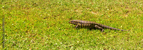 IGUANA, LAGARTO OVERO photo