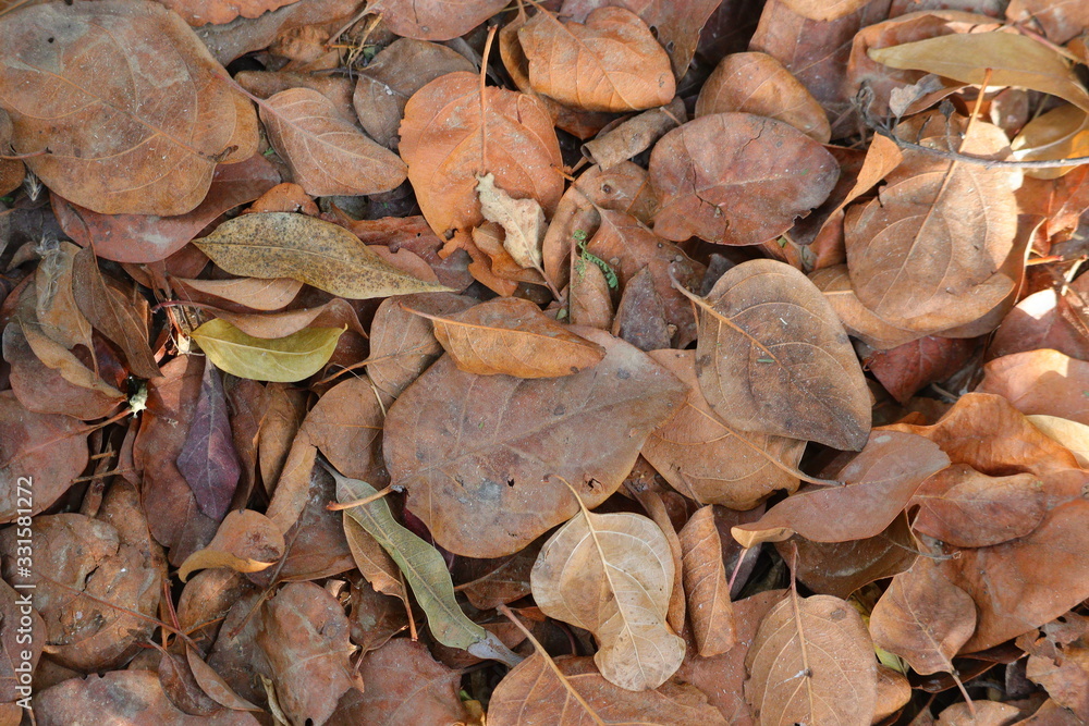 texture of autumn leaves fall down on way