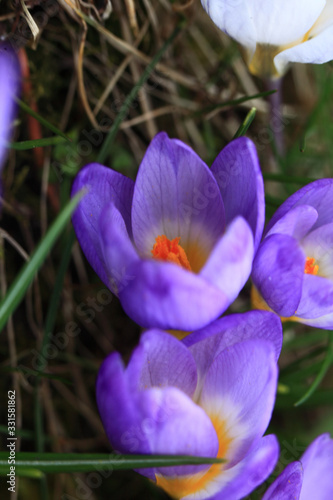 Crocus  plural  crocuses or croci  is a genus of flowering plants in the iris family. Flowers close-up on a blurred natural background. The first spring flower in the garden