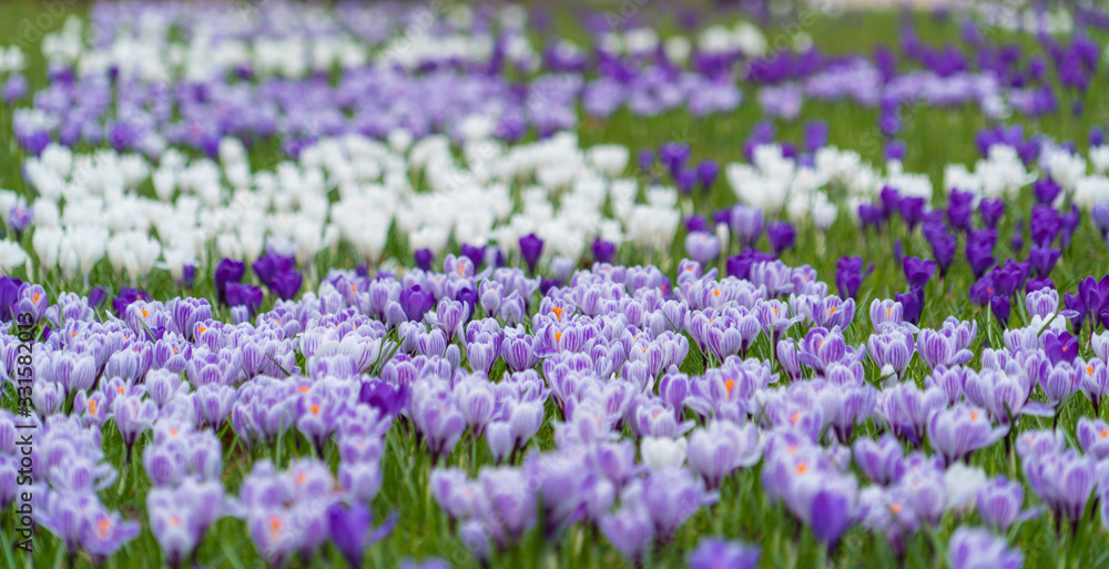Beautiful crocus flowers in the garden. Sign of spring, Copenhagen, Denmark Beautiful crocus flowers in the garden. Sign of spring, Copenhagen, Denmark