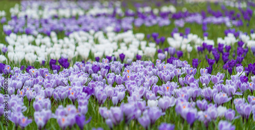 Beautiful crocus flowers in the garden. Sign of spring, Copenhagen, Denmark
