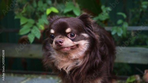 Close up brown Chiwawa dog lazy on the ground with 4K resolution. Funny animal concept.