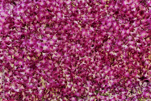 Pink Orchid Background Images, Flowers