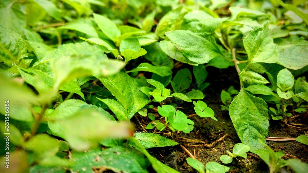 Obraz premium Zoom Plantas