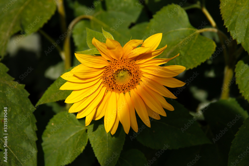 sunflowe, sun, flower, flores, girassol sunflowe, sun, flower, flores, girassol