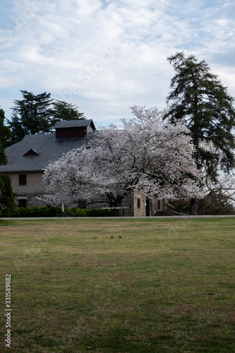 Sakura