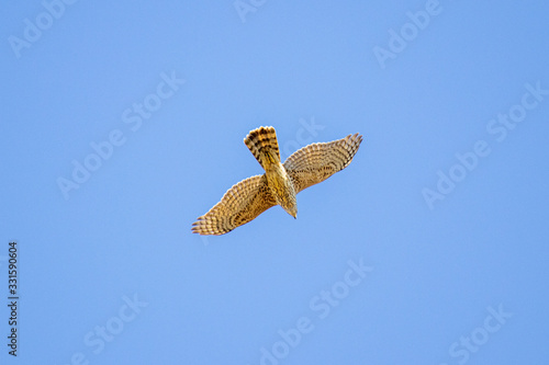 Young Northern Goshawk (Accipiter gentilis) flying