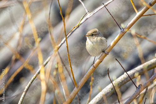 Dusky Warbler (Phylloscopus fuscatus) on a tree photo