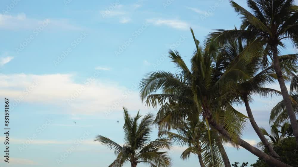 Lush Tall Coconut Trees Leaning Under The Bright Blue Sky In Fiji - Low Angle Shot Lush Tall Coconut Trees Leaning Under The Bright Blue Sky In Fiji - Low Angle Shot