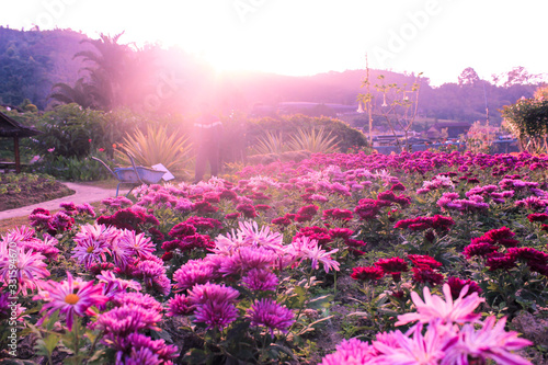 Fototapeta Naklejka Na Ścianę i Meble -  Pink flower garden