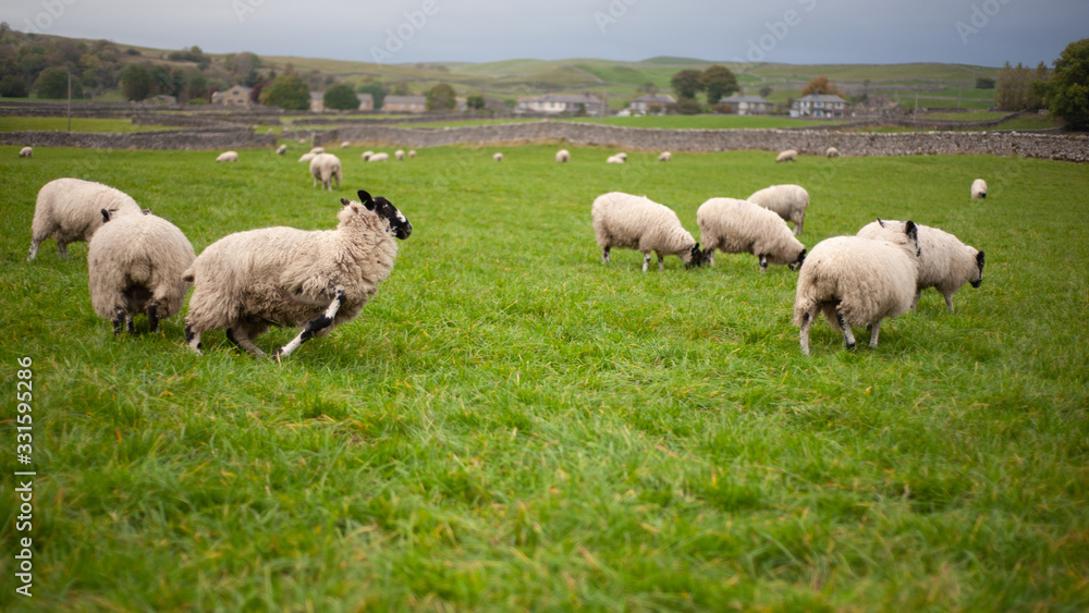 sheep running in green field.