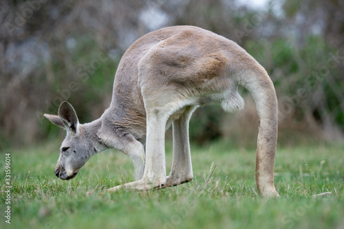 Red Kangaroo moving in a field