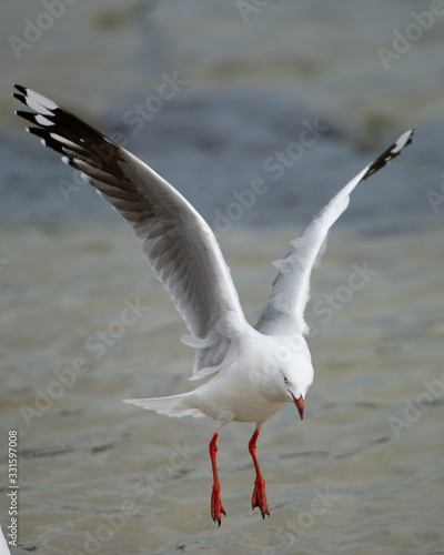 Seagull flying