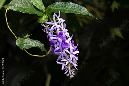 ChorMuang flowers blooming in the garden photo