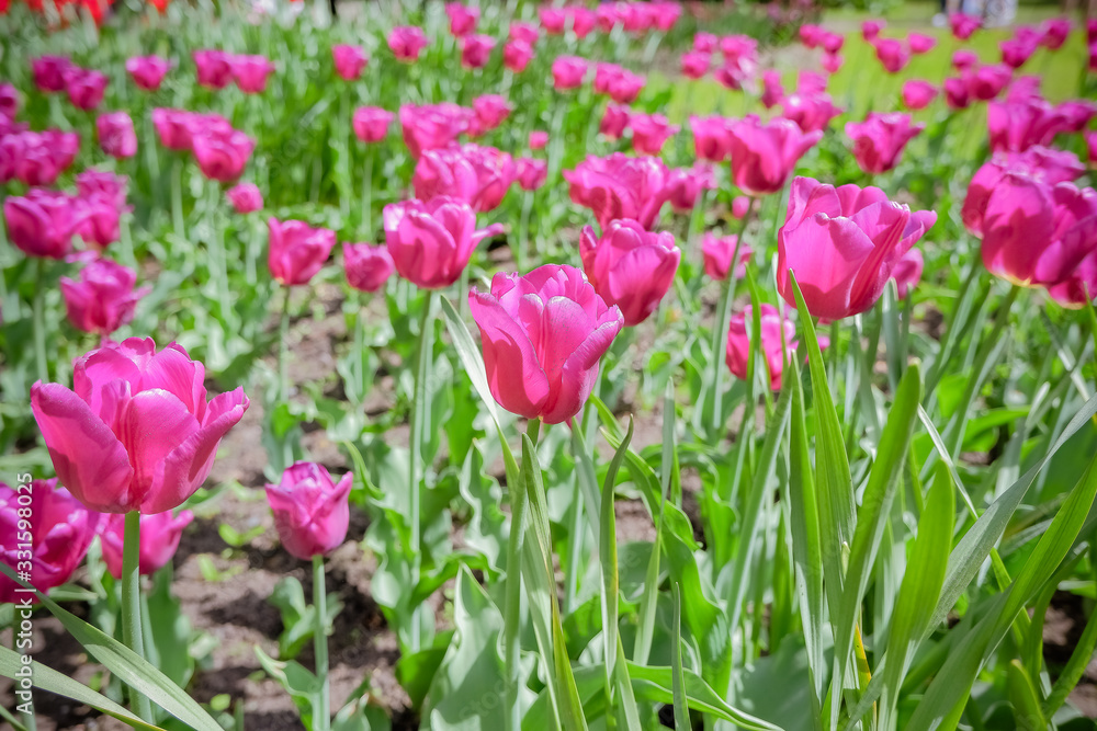 Holiday or birthday background with beautiful close-up red and pink, purple tulips flowerbed.Field of blooming tulips in sunny day, selective focus. Spring season, colorful floral background Holiday or birthday background with beautiful close-up red and pink, purple tulips flowerbed.Field of blooming tulips in sunny day, selective focus. Spring season, colorful floral background