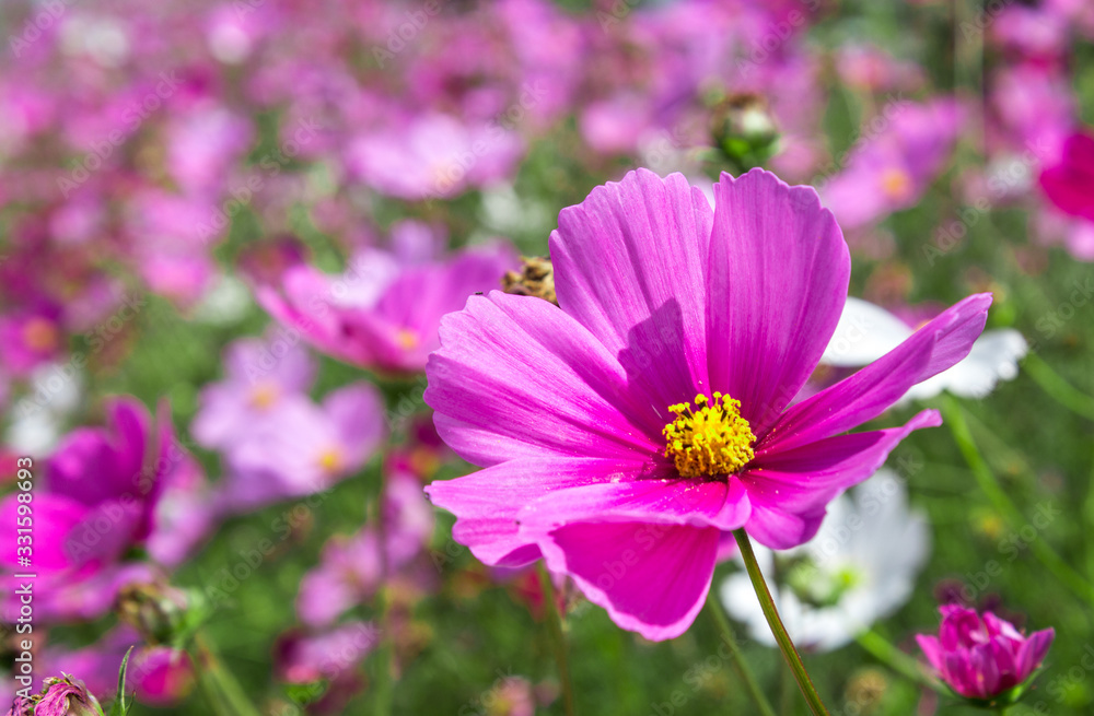 Obraz premium Pink flower garden