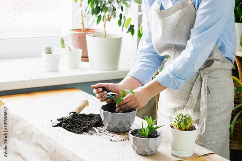 A woman is gardening near the window of the house, replanting a green plant in a pot. The concept of home gardening. photo