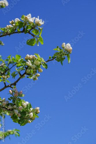 Frame from branches of apple trees with white flowers on blue sky background.white apple blossoms against a blue sky on a sunny day in spring. shallow depth of field.Copy space