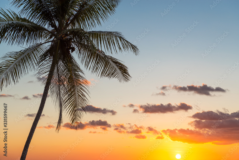 Silhouette of a palm tree along the Pacific Ocean in Costa Rica, Central America. Concept of travel, exotic holidays, relaxation and paradise. 