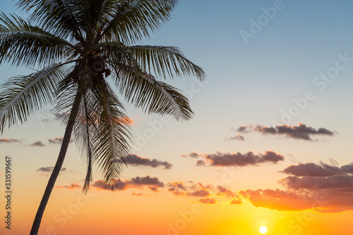 Silhouette of a palm tree along the Pacific Ocean in Costa Rica  Central America. Concept of travel  exotic holidays  relaxation and paradise. 