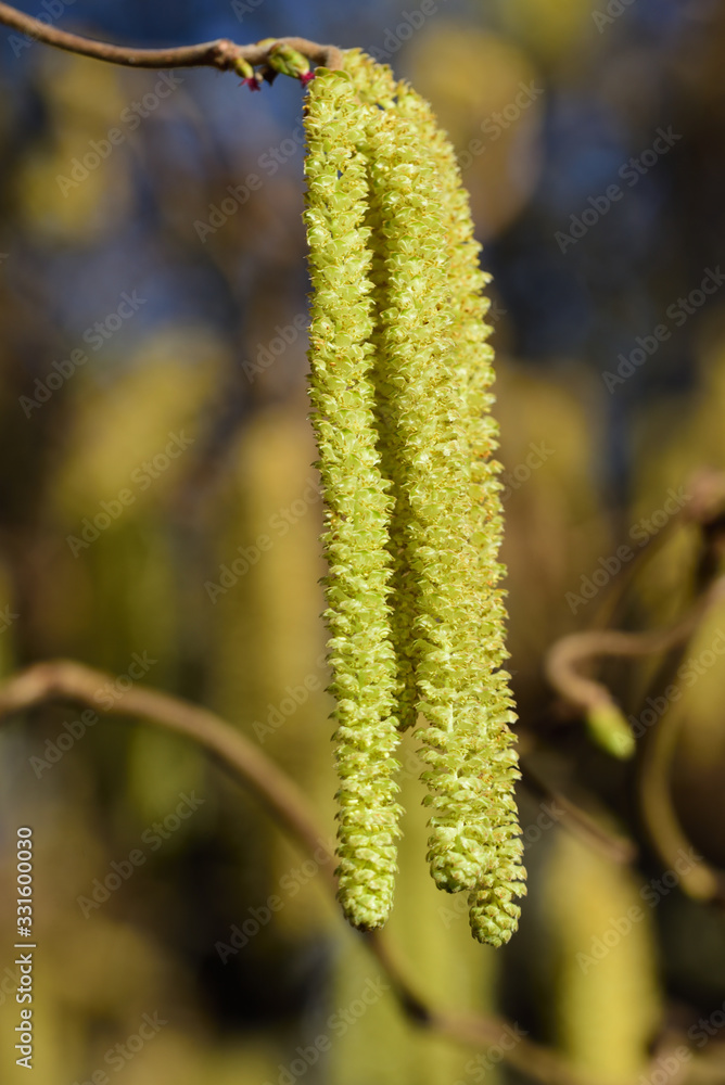 Close-up of flowering hazelnut with pollen on small branches against background in nature in spring in portrait orientation Close-up of flowering hazelnut with pollen on small branches against background in nature in spring in portrait orientation