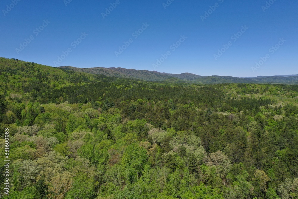Beautiful lush green trees in the spring in the Upstate South Carolina Mountains Beautiful lush green trees in the spring in the Upstate South Carolina Mountains