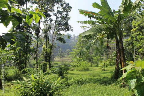 West Java Plantation