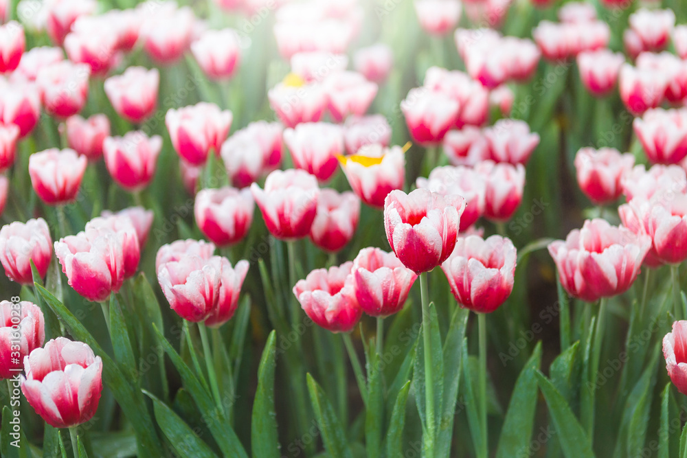 Beautiful red and white tulip flower garden, spring and summer nature concept Beautiful red and white tulip flower garden, spring and summer nature concept