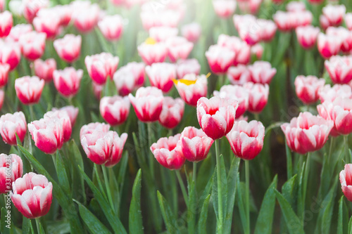 Beautiful red and white tulip flower garden, spring and summer nature concept