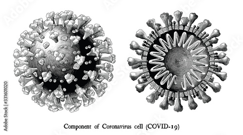 Coronavirus disease 2019 (COVID-19). Component of Coronavirus cells engraving illustration vintage style black and white clipart isolated on white background2