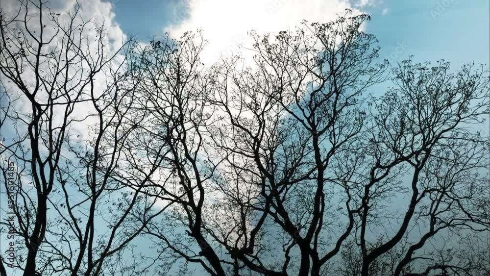 Time lapse of clouds moving over trees without leaves. (Full HD) Time lapse of clouds moving over trees without leaves. (Full HD)